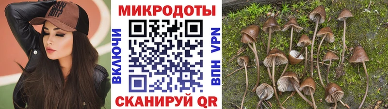 Псилоцибиновые грибы Psilocybe Минусинск